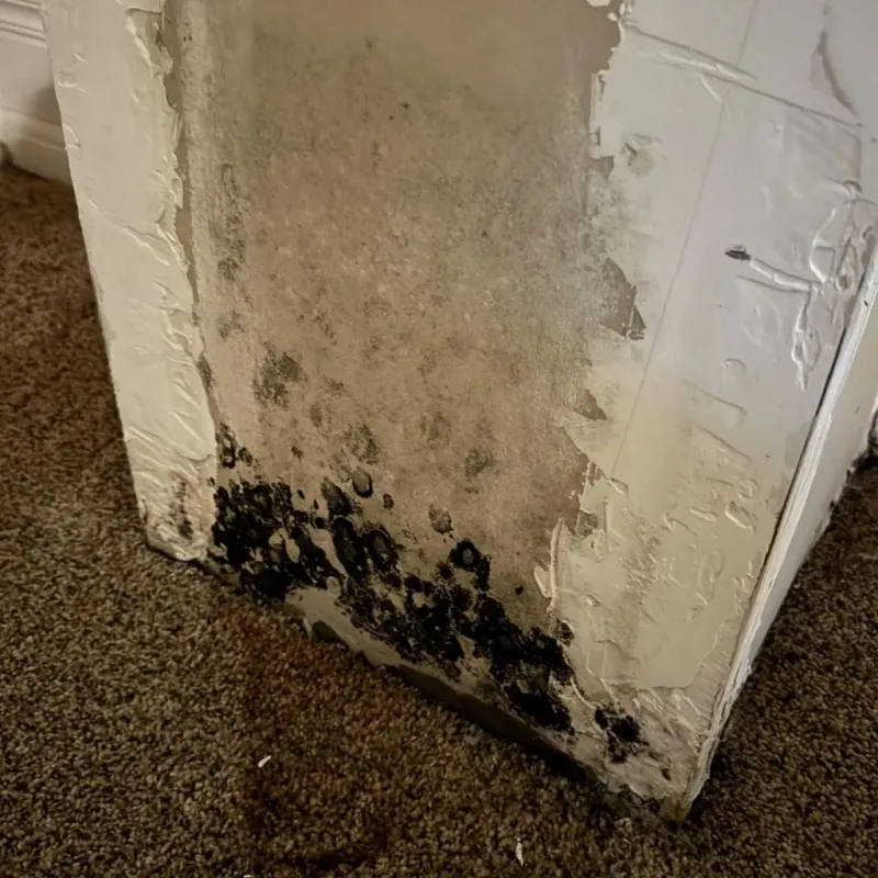 Professional Mold Removal in Montgomery County, TN